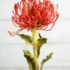 Richland Artificial Protea Flower Red & Orange