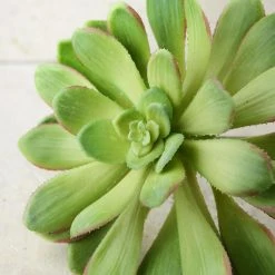 Richland Christmas Large Bright Green Echeveria Stem Succulent 9" Wide