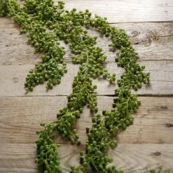 Richland String Of Pearls Succulent Garland 4ft