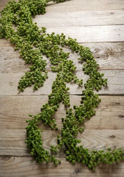 Richland String Of Pearls Succulent Garland 4ft 1 Richland String Of Pearls Succulent Garland 4ft