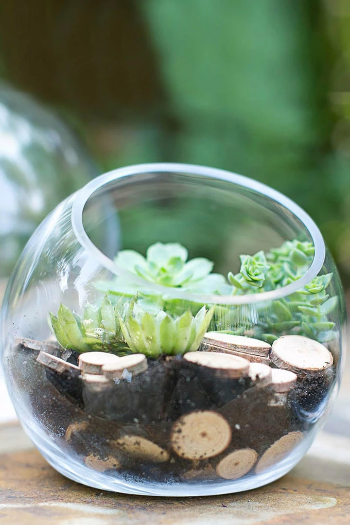 Richland Studio Glass Terrarium & Candleholder Bowl 7.5 X 7 2 Richland Studio Glass Terrarium & Candleholder Bowl 7.5 X 7