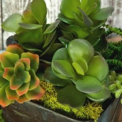 Richland Christmas Succulent Pick Kalanchoe 8in