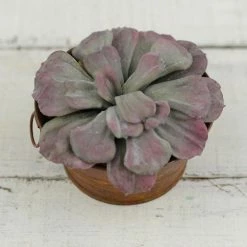 Richland Mauve Aeonium Artificial Succulent Plant 7x3