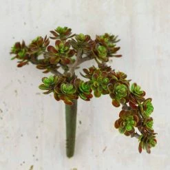 Richland Sedum Succulent Floral Pick Burgundy 5" X 6.5" Seasonal Parties