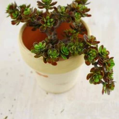 Richland Sedum Succulent Floral Pick Burgundy 5" X 6.5" Seasonal Parties