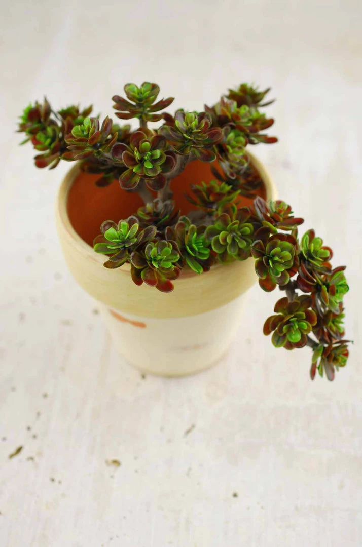 Richland Sedum Succulent Floral Pick Burgundy 5" X 6.5" Seasonal Parties 2 Richland Sedum Succulent Floral Pick Burgundy 5" X 6.5" Seasonal Parties
