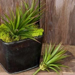 Richland Christmas Yucca Succulent Stem Green Burgundy