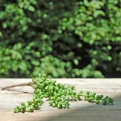 Richland Christmas Succulent Pearl Spray Green 13in