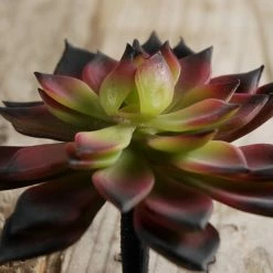 Richland Burgundy & Green Echeveria 4.5in Natural Touch Succulent Seasonal Parties