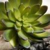 Richland Seasonal Parties Succulents Echeveria Green & Burgundy 8.5in Natural Touch