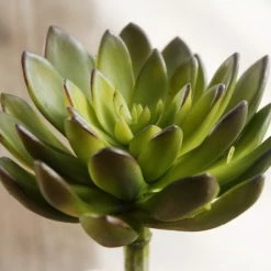 Richland Seasonal Parties Succulents Echeveria Green & Burgundy 8.5in Natural Touch