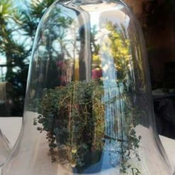 Richland Thick Glass Bell Jar 11.5"