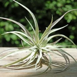 Richland Tillandsias Frosted Air Plant 12x10