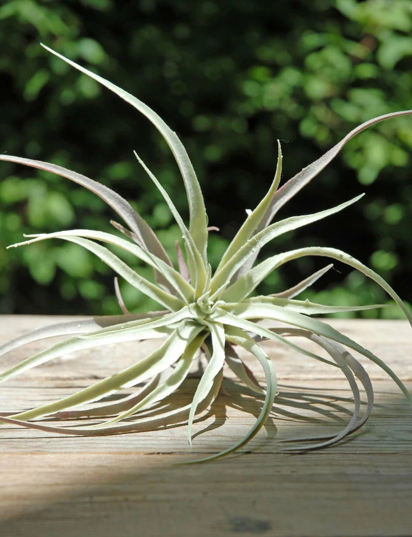 Richland Tillandsias Frosted Air Plant 12x10 1 Richland Tillandsias Frosted Air Plant 12x10