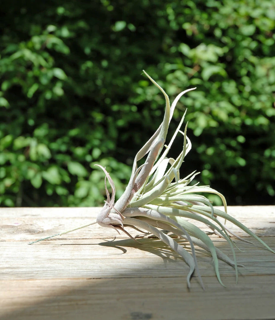 Richland Tillandsias Frosted Air Plant 12x10 3 Richland Tillandsias Frosted Air Plant 12x10