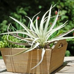 Richland Tillandsias Frosted Air Plant 12x10