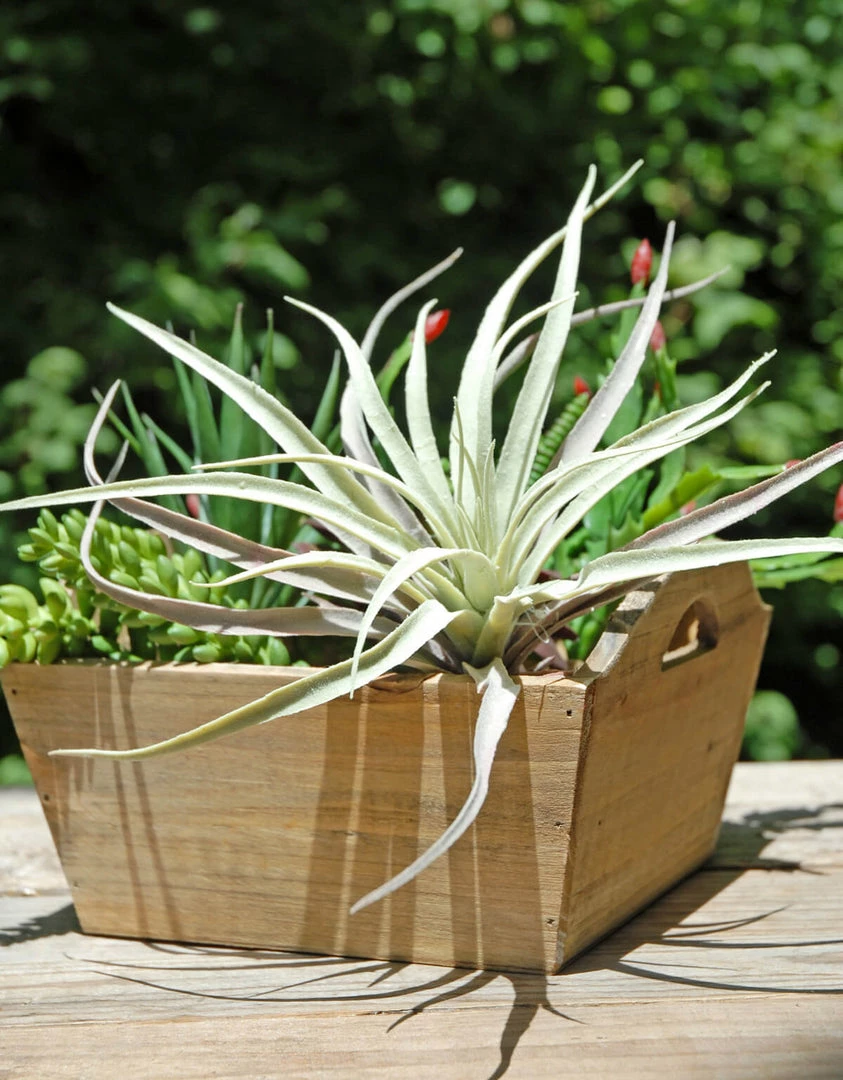 Richland Tillandsias Frosted Air Plant 12x10 2 Richland Tillandsias Frosted Air Plant 12x10