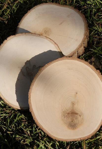 Richland Tree Slice Wood Round 7-9" With Bark Edges 1 Richland Tree Slice Wood Round 7-9" With Bark Edges