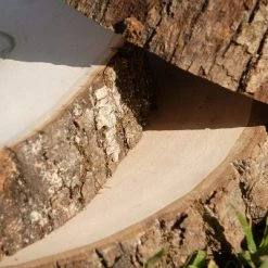 Richland Tree Slice Wood Round 7-9" With Bark Edges