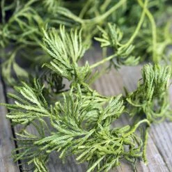 Richland Christmas Natural Preserved Fountain Vine Sections 4oz Bag