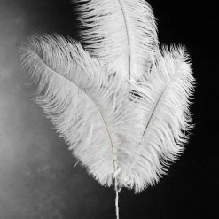 Richland Shop By Event 3 White Ostrich Feathers On Wire Stem 9in