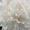 Richland 4 Large White Tissue Paper Pom Poms 20in | Pack Of 4 Shop By Event