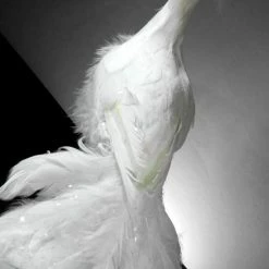 Richland White Peacock 27in Natural Feathers