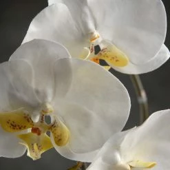 Richland 36" Large Phalaenopsis Orchid Spray With 5 Flowers And 3 Buds Cream White Fall